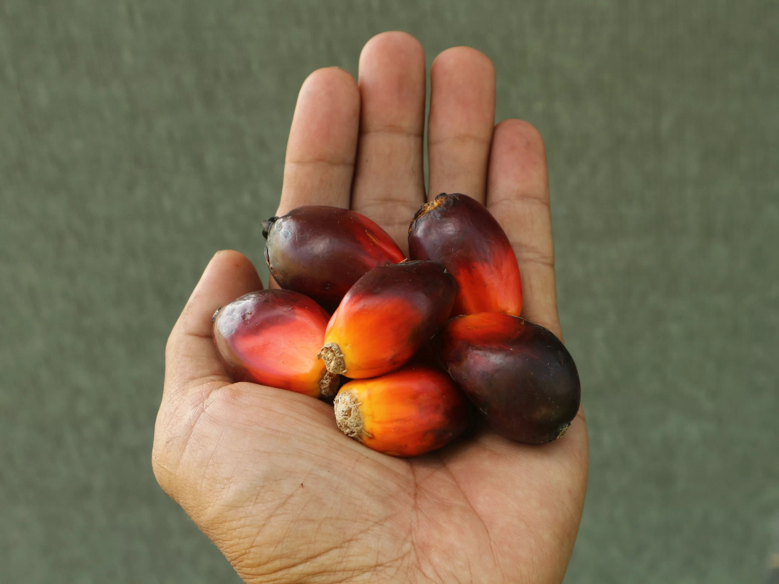 Palm Oil Seeds